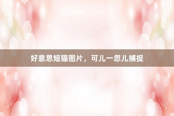 好意思短猫图片，可儿一忽儿捕捉