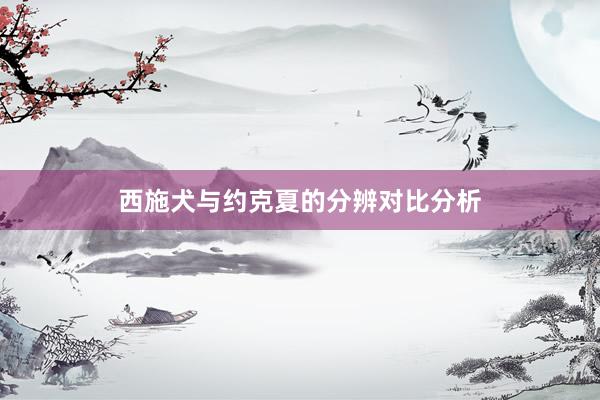 西施犬与约克夏的分辨对比分析